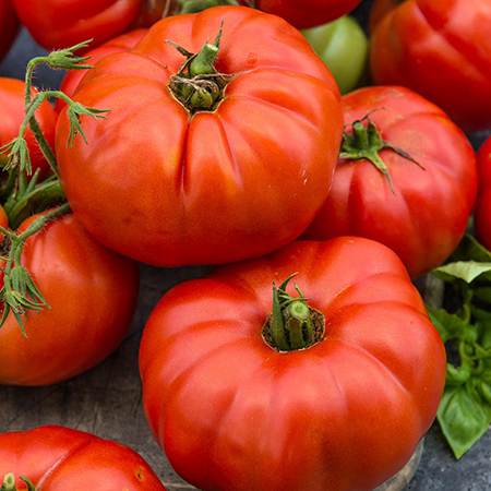 Tomato Beefsteak PKT