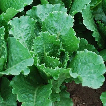 Crisp-Mint-Lettuce