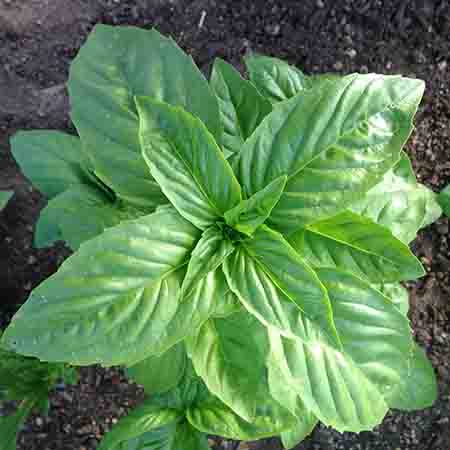 Genovese-Basil