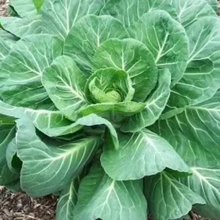 Georgia_Southern_Collards