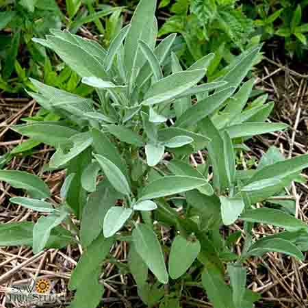 Herb__Sage-Broadleaf-Culinary-1_CK_logo@2x