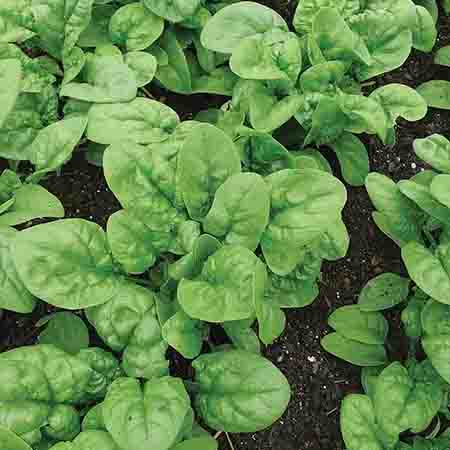 Spinach-Bloomsdale-Long-Standing-Vegetable-Ferry-Morse