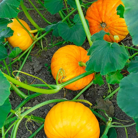 SugarPiePumpkins-OrganicSeeds-NonGmo-HeirloomSeeds_PumpkinSeeds-FreshUSAGardenSeeds-GrowsFast