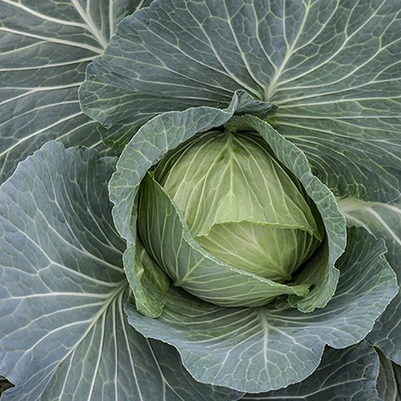cabbage_brunswick_lss_dsc_6156_850x850