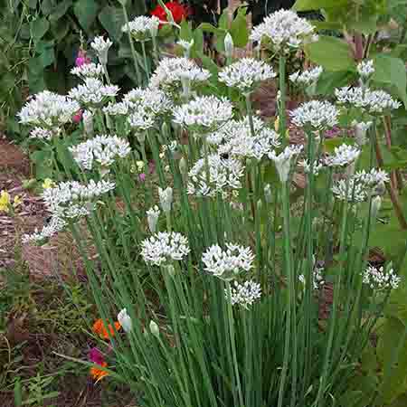 chives-garlic-1