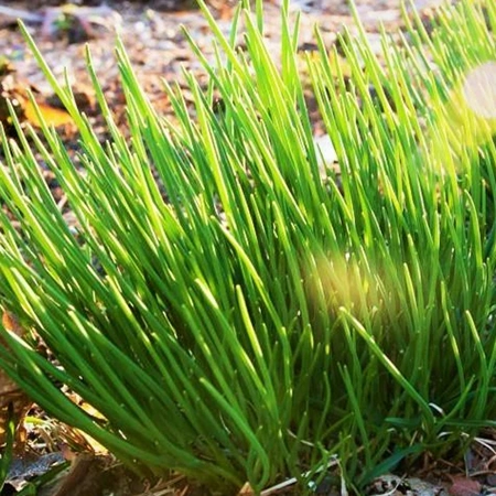 chives27_475x