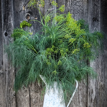 dill_elephant_lss_dsc_7882_850x850