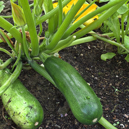 fordhook-summer-squash-57-days-vegetables-pinetree-garden-seeds-606