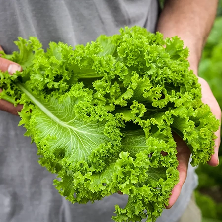 greens_mustard_southern_giant_curled_lss_dsc_8343_850x850