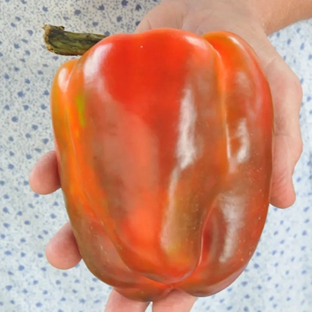 pepper-ozark-giant-pepper-1_1x1-850x850