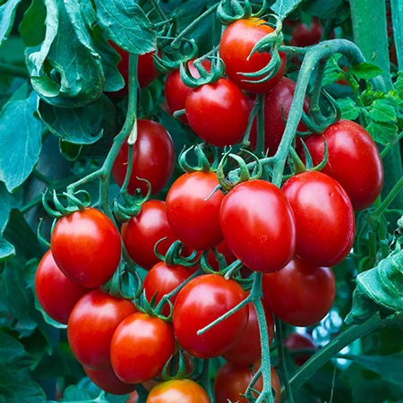 tomato-small-red-cherry-1
