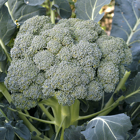 waltham-broccoli-7b08b9ac8972bad3c2a7825f51e0d78e